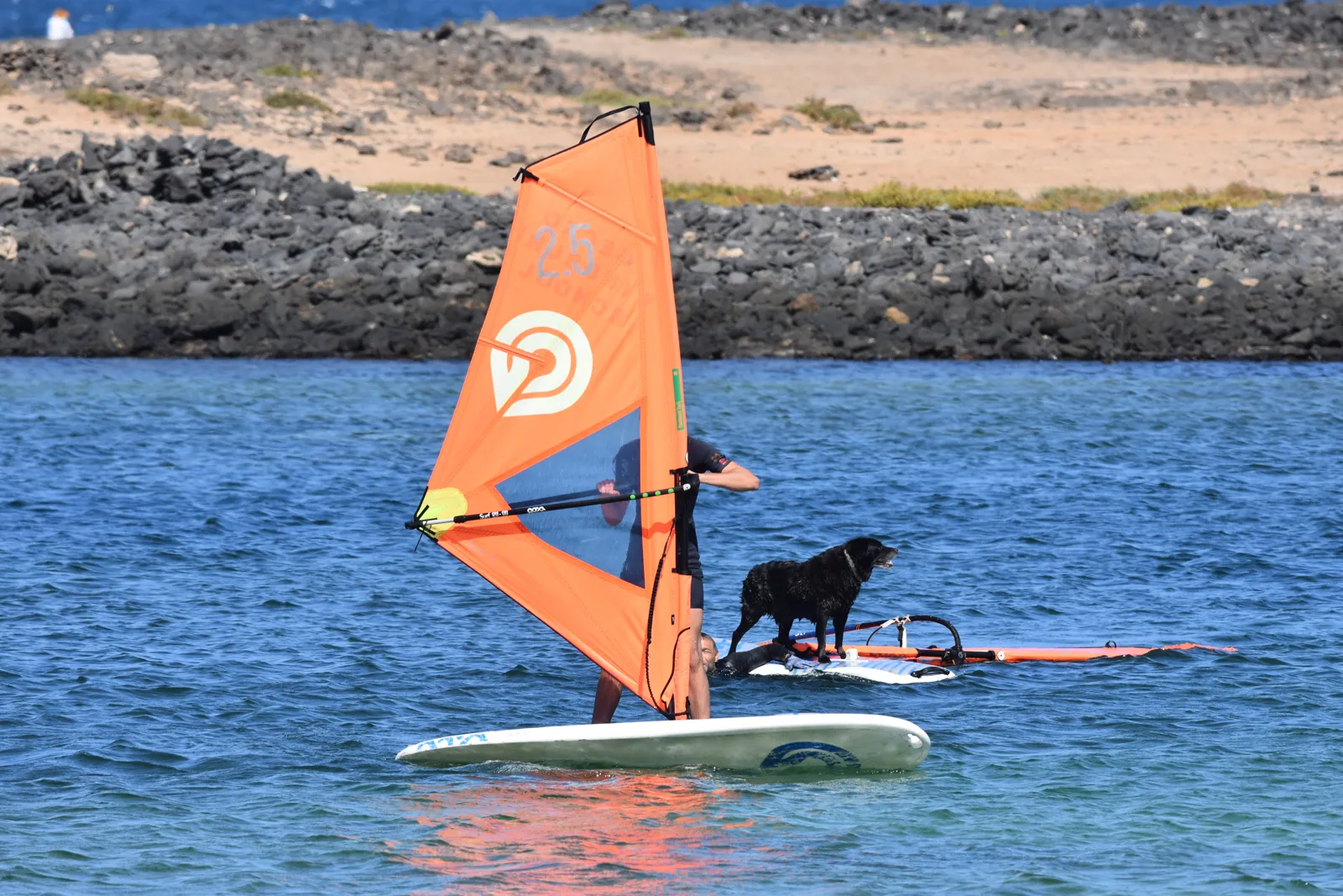 A black dog riding on a windsurf board during a lesson in the lagoon